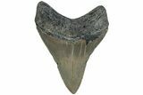 Fossil Megalodon Tooth - North Carolina #221896-1